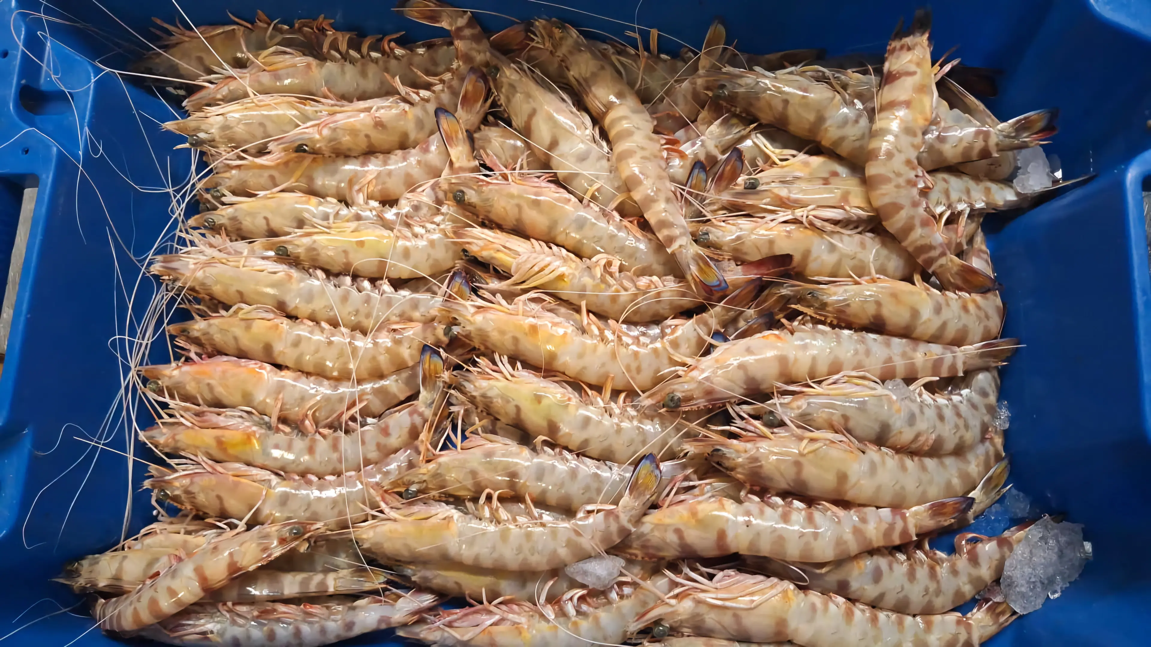 Gastronomía Don Pepe