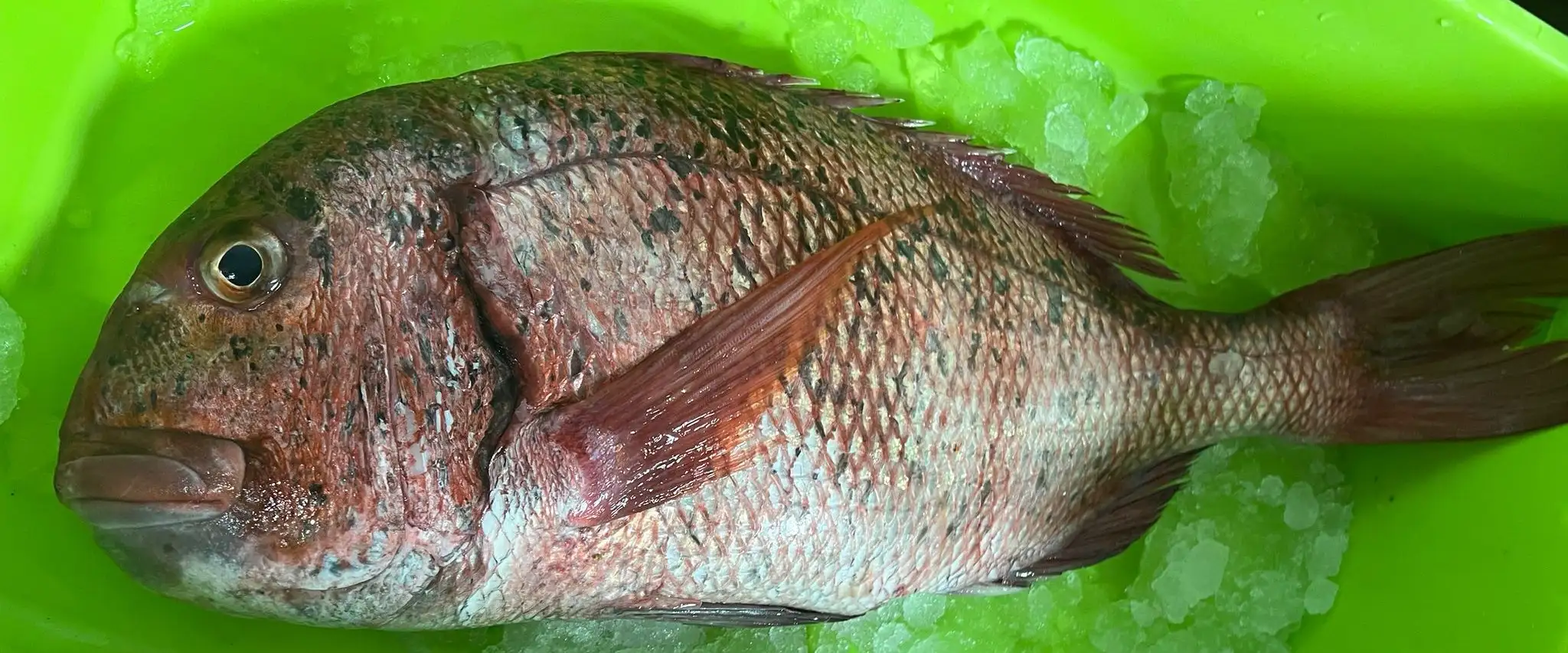 Gastronomía Don Pepe