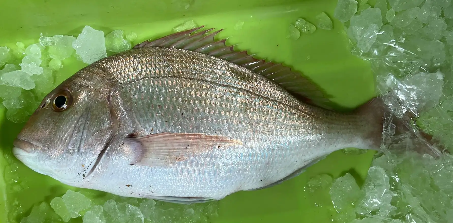 Gastronomía Don Pepe